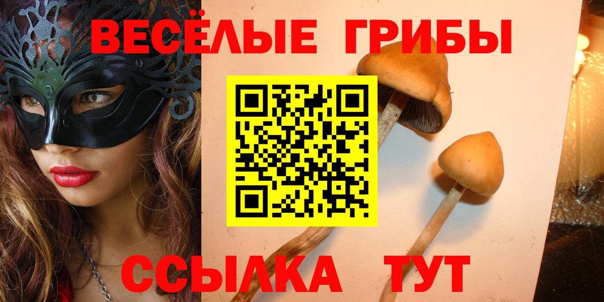 где купить наркоту  Вход с VPN  Медногорск  Псилоцибиновые грибы Psilocybe 